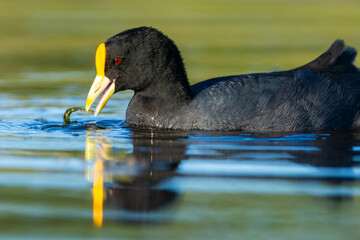 White winged coot, diving to look for food, La Pampa province, Patagonia,  Argentina.