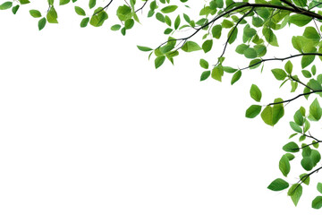 Fototapeta premium PNG Tree branches with green leaf on left border tree backgrounds outdoors.