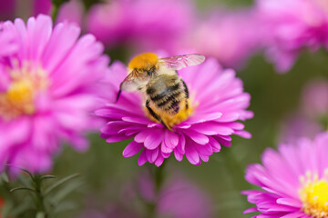 Bumblebee on an aster flower, close-up of a bumblebee, hair of the bumblebee, pollen on the insect, nectar search, pink flowers, pink petals, pink asters 