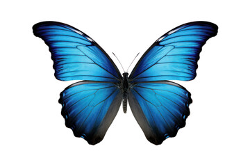 Fototapeta premium Close-up of a single blue butterfly , set against a pristine white background