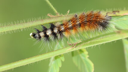 caterpillar on a leaf