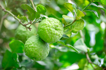 Bergamot, Fresh green bergamot fruit hanging from branch. bergamot tree garden and healthy food concept, group of bergamot,Bergamot medicinal plants with many
