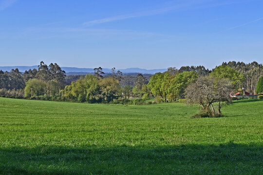 Paesaggi di Galizia, campagna colline, boschi e sentieri sul cammino Primitivo di Santiago di Compostela fra Arzua e Santiago - Galizia, Spagna