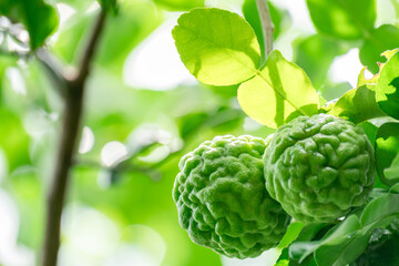 Fototapeta premium Bergamot, Fresh green bergamot fruit hanging from branch. bergamot tree garden and healthy food concept, group of bergamot,Bergamot medicinal plants with many