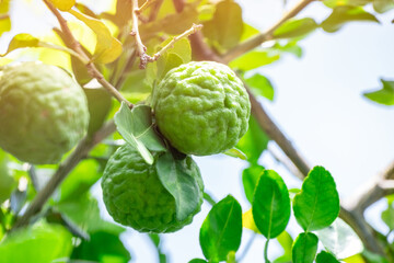 Bergamot, Fresh green bergamot fruit hanging from branch. bergamot tree garden and healthy food concept, group of bergamot,Bergamot medicinal plants with many