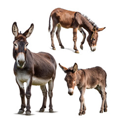 Fototapeta premium Set aus Esel und Fohlen isoliert auf weißen Hintergrund, Freisteller, Transparent 