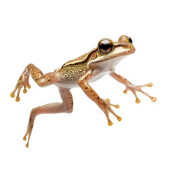 Single jumping frog. Isolated on transparent background. PNG design element.