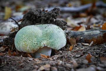 Russula virescens