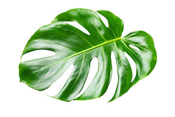 A detailed of a vibrant green Monstera leaf, showcasing its characteristic split and fenestrated shape. The tropical leaf is isolated on a white background.