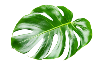A detailed of a vibrant green Monstera leaf, showcasing its characteristic split and fenestrated shape. The tropical leaf is isolated on a white background.