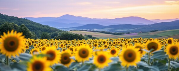 Fototapeta premium A stunning landscape filled with vibrant sunflowers under a colorful sunset sky, capturing the essence of nature's beauty.