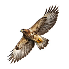 Fototapeta premium Wild common buzzard in flight. Isolated on transparent background. PNG design element.