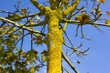 Tree disease. Erysipelas on a tree, fungus on the trunk of a tree. Disease of tree bark.