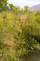 Reeds by the water - Bicentario Park - Santiago de Chile