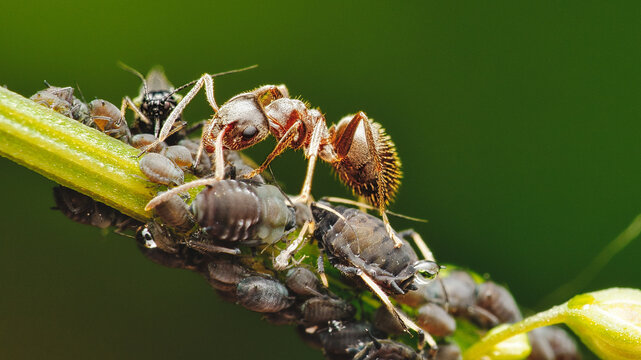 Ant milking his aphid farm