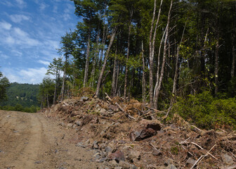 recently cut road - Curarrehue - Chile