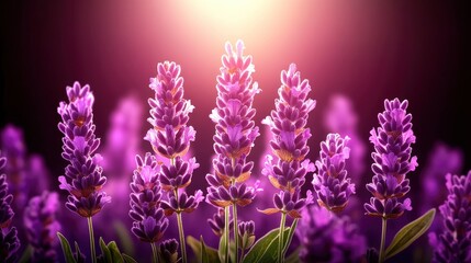 Obraz premium Lavender Flowers in Sunlight