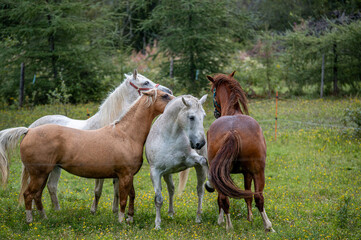 Fototapeta premium Horses in summer pasture on a rainy day in quebec canada