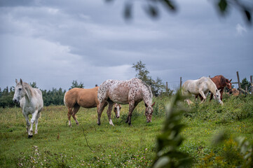 Horses in summer pasture on a rainy day in quebec canada