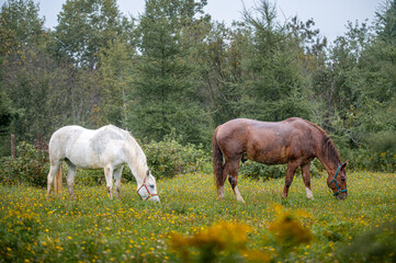 Horses in summer pasture on a rainy day in quebec canada