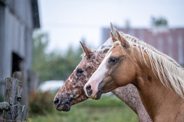 Horses in summer pasture on a rainy day in quebec canada