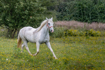 Horses in summer pasture on a rainy day in quebec canada