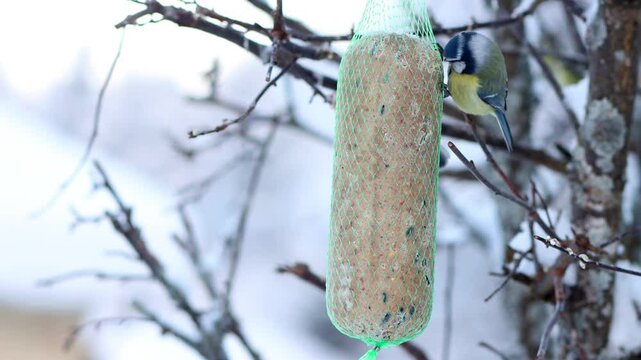 In winter, titmice feed on tallow hanging from a tree