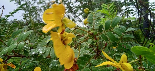 Tanner's Cassia, Tarwar,  Tarwad, 