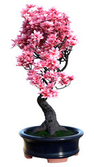 3D Rendering Pink Blooming Sakura Tree on White