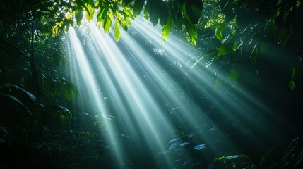 Sunlight beams filtering through lush green foliage in a serene forest setting.