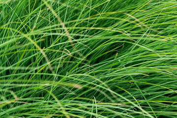 Tall green grass. natural background.