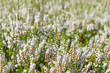 Beautiful white flowers Calluna vulgaris. common heather, ling, heather. Flower background.