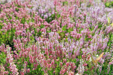 Obraz premium Beautiful pink flowers Calluna vulgaris. common heather, ling, heather.