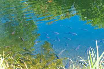 The Eurasian carp swims in a pond. European carp (Cyprinus carpio). the common carp.