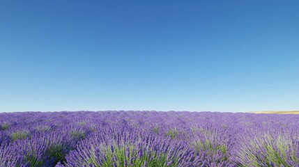 Fototapeta premium Field of lavender in full bloom, stretching out under a clear blue sky.