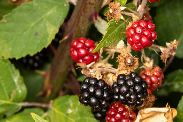 Close up of Pacific Blackberry, also known as rubus ursinus. This wild berry bush has delicious...