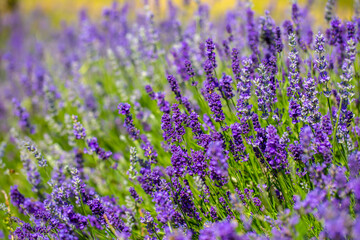 Spring lavender flowers under sunlight. Lilac flowers close up. Beautiful landscape of nature with a panoramic view. Hi spring. long banner