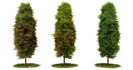 Three Cypress Trees in Various Shades of Green