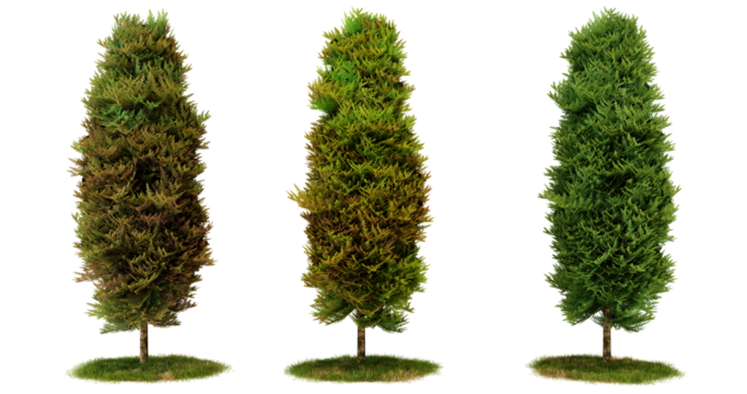 Three Cypress Trees in Various Shades of Green