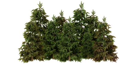 Dense Evergreen Trees, Forest Edge, Coniferous Trees, Woodland Scene