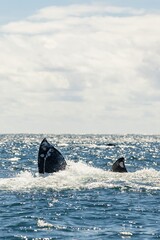 Fototapeta premium Humpback whale jump Megaptera novaeangliae breaches near East London South Africa. Shot in Hawaiian Islands Humpback Whale National Marine Sanctuary. Humpback whale jumps out of the water Slow motion