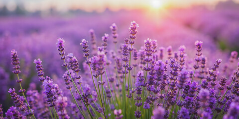 Fototapeta premium Beautiful lavender flowers in full bloom creating a peaceful and fragrant background, lavender, flowers, background