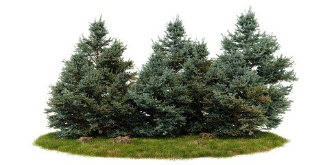 Three evergreen trees isolated on transparent background