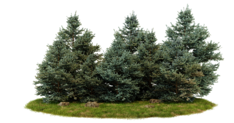 Three evergreen trees isolated on transparent background