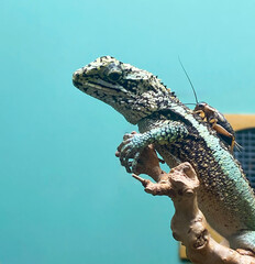 ゲージにいるトカゲの背中にコオロギが乗っている