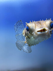 魚のフグがカメラ目線でこちらを見ている © あゆみ 松倉
