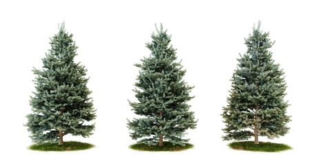 Three blue spruce trees isolated on transparent background