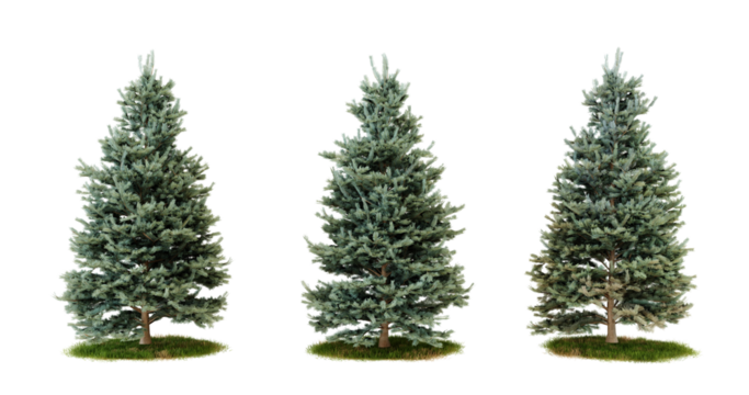 Three blue spruce trees isolated on transparent background