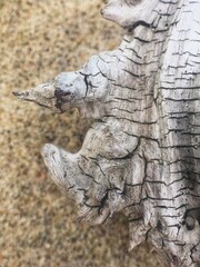 Driftwood on the sand of the Baltic Sea coast