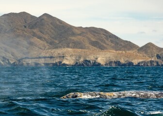 Fototapeta premium Closeup Whale Swimming At Ocean showing skin covered with balanuses and vibrissas. Gray whale migrating in blue ocean waters of Mexico. Unique photo of wild life mammal animal. Crustaceans on skin